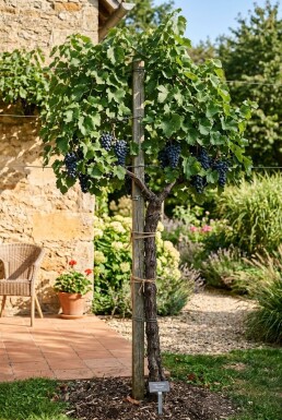 Vitis vinifera 'Regent' Tige