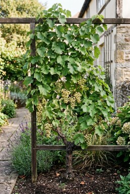 Vitis vinifera 'Solaris' Tige