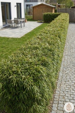 Bambou / Fargesia Rufa 150-175 cm - Pot