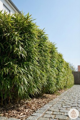 Bambou / Fargesia Rufa 150-175 cm - Pot