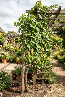 Vitis 'Vroege van der Laan' Tuteur