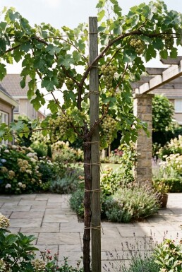 Vitis 'Vroege van der Laan' Tuteur