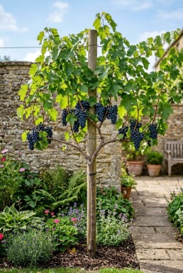 Vitis 'Zilga' avec tuteur