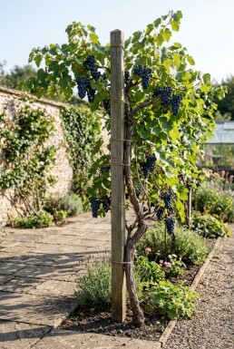 Vitis 'Zilga' avec tuteur