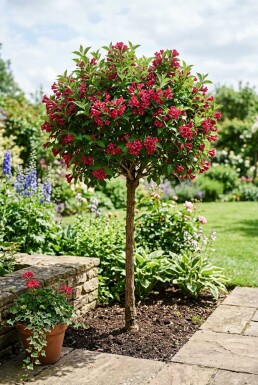 Weigela 'Bristol Ruby' Demi-tige