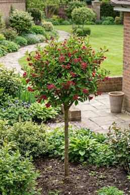 Weigela 'Bristol Ruby' Demi-tige