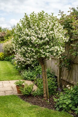 Weigela 'Bristol Snowflake' demi-tige