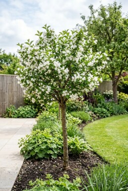 Weigela 'Bristol Snowflake' demi-tige