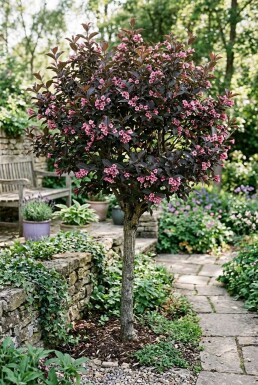 Weigela florida 'Alexandra' demi-tige
