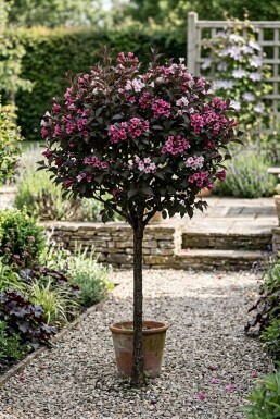 Weigela florida 'Alexandra' demi-tige