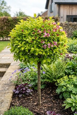 Weigela florida 'Lime Monster' demi-tige