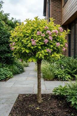 Weigela florida 'Lime Monster' demi-tige