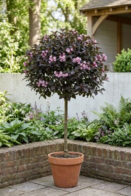 Weigela florida 'Minor Black' Demi-tige