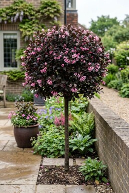 Weigela florida 'Minor Black' Demi-tige