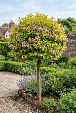 Weigela florida 'Sunny Princess' demi-tige
