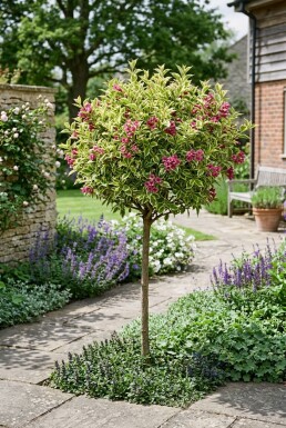 Weigela florida 'Sunny Princess' demi-tige