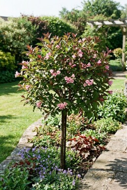 Weigela florida 'Wings of Fire' Demi-tige