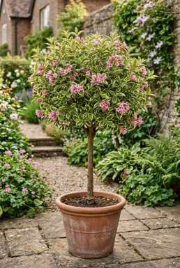 Weigela 'Magical Rainbow' demi-tige