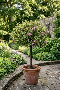Weigela 'Magical Rainbow' demi-tige
