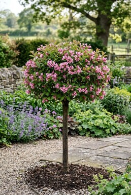 Weigela 'Minuet' demi-tige