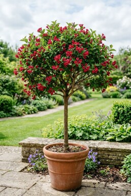 Weigela 'Red Prince' Demi-tige