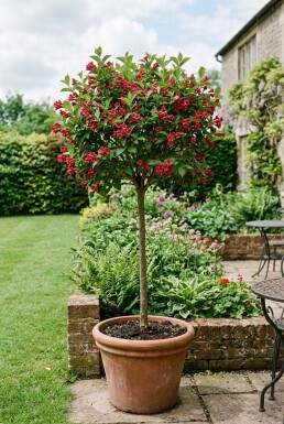 Weigela 'Red Prince' Demi-tige