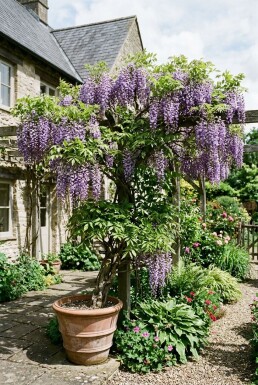 Wisteria formosa 'Issai' demi-tige