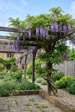 Wisteria brachybotrys 'Yokohama Fuji'