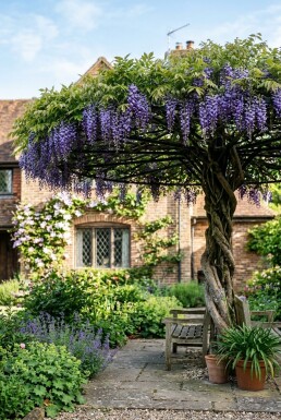 Wisteria brachybotrys 'Yokohama Fuji' forme en toit