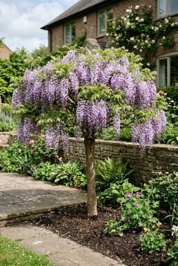 Wisteria brachybotrys 'Yokohama Fuji' sur tige