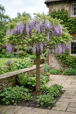 Wisteria brachybotrys 'Yokohama Fuji' sur tige