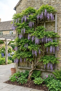 Wisteria brachybotrys 'Yokohama Fuji' Écran