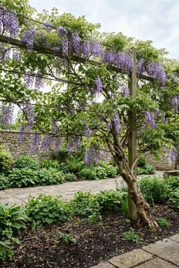 Wisteria brachybotrys 'Yokohama Fuji' Écran