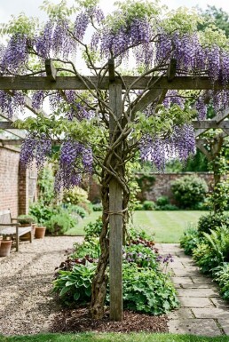 Wisteria floribunda 'Domino' sur tuteur