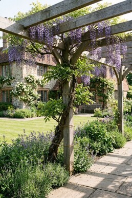 Wisteria floribunda 'Domino' sur tuteur