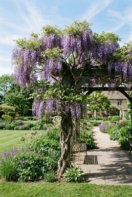 Wisteria floribunda 'Eranthema' sur tuteur