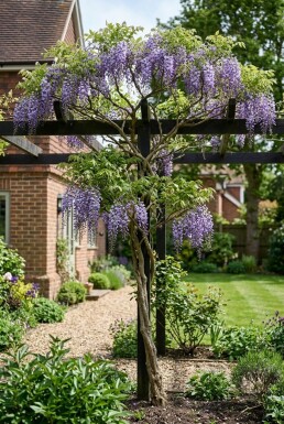 Wisteria floribunda 'Eranthema' sur tuteur