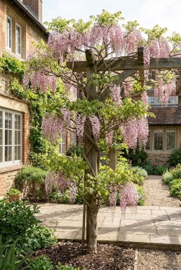 Wisteria floribunda 'Honbeni' sur tige