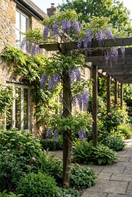 Wisteria floribunda 'Multijuga' Tige