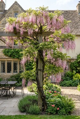 Wisteria floribunda 'Rosea' Tige