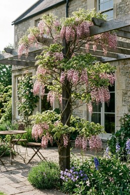 Wisteria floribunda 'Rosea' Tige