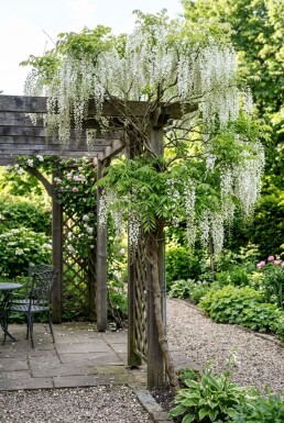 Wisteria floribunda 'Shiro-noda' Tuteur