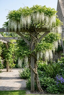 Wisteria floribunda 'Shiro-noda' Tuteur