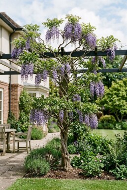 Wisteria macrostachya 'Blue Moon' Tuteur