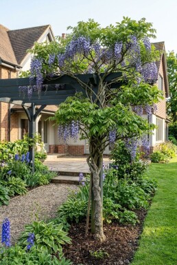 Wisteria macrostachya 'Blue Moon' Tuteur