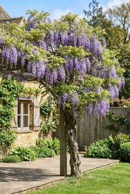 Wisteria sinensis Tige