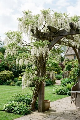 Wisteria sinensis 'Alba' sur tuteur