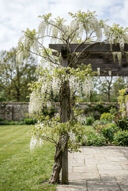 Wisteria sinensis 'Alba' sur tuteur