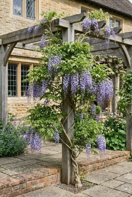 Wisteria sinensis 'Boskoop' Tuteur
