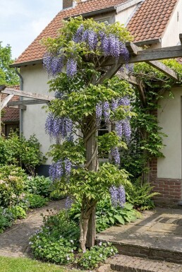Wisteria sinensis 'Boskoop' Tuteur